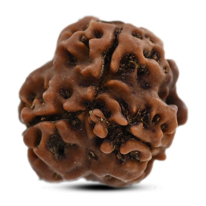 3 Mukhi Rudraksha (Nepal) 18.70 M.M.