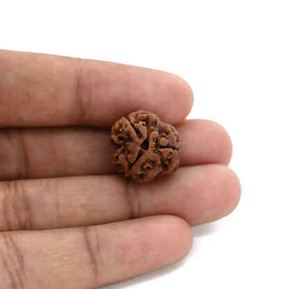 3 Mukhi Rudraksha (Nepal) 18.70 M.M.