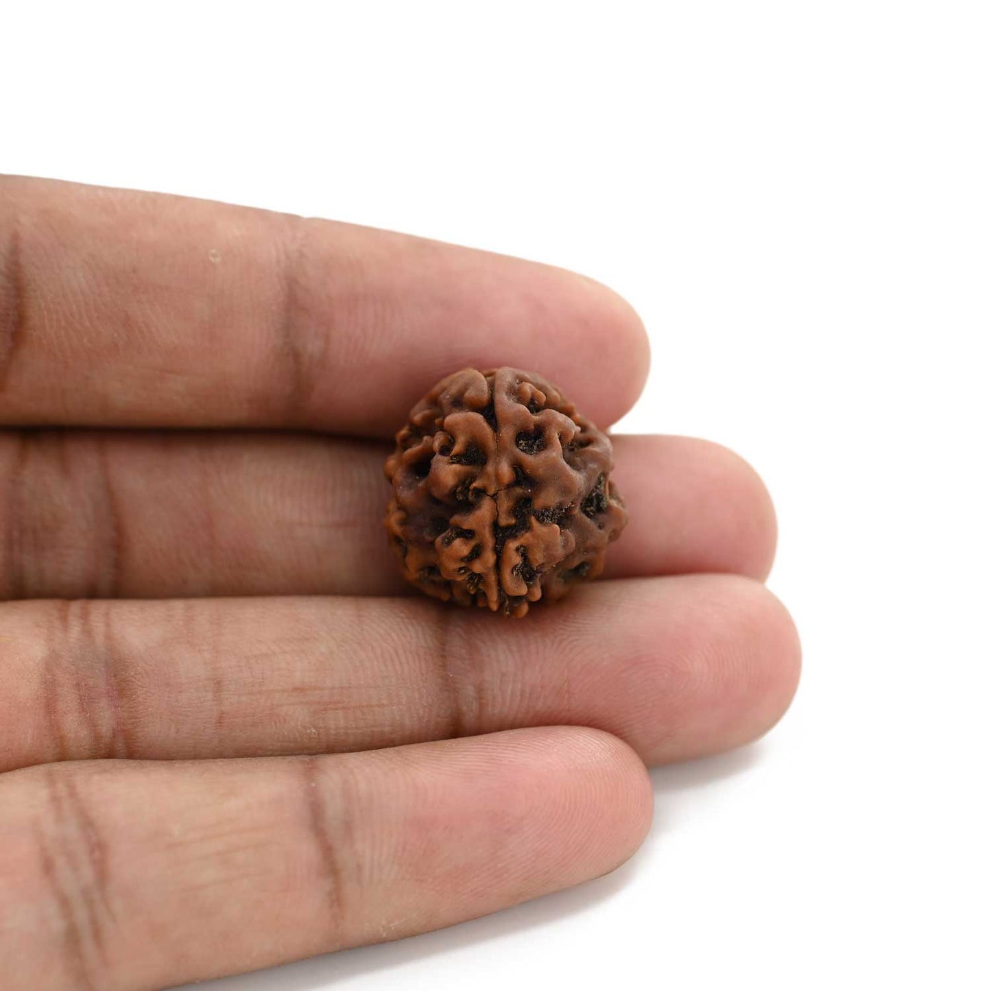 3 Mukhi Rudraksha (Nepal) 18.70 M.M.