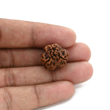 3 Mukhi Rudraksha (Nepal) 18.70 M.M.