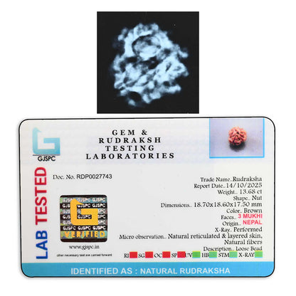 3 Mukhi Rudraksha (Nepal) 18.70 M.M.