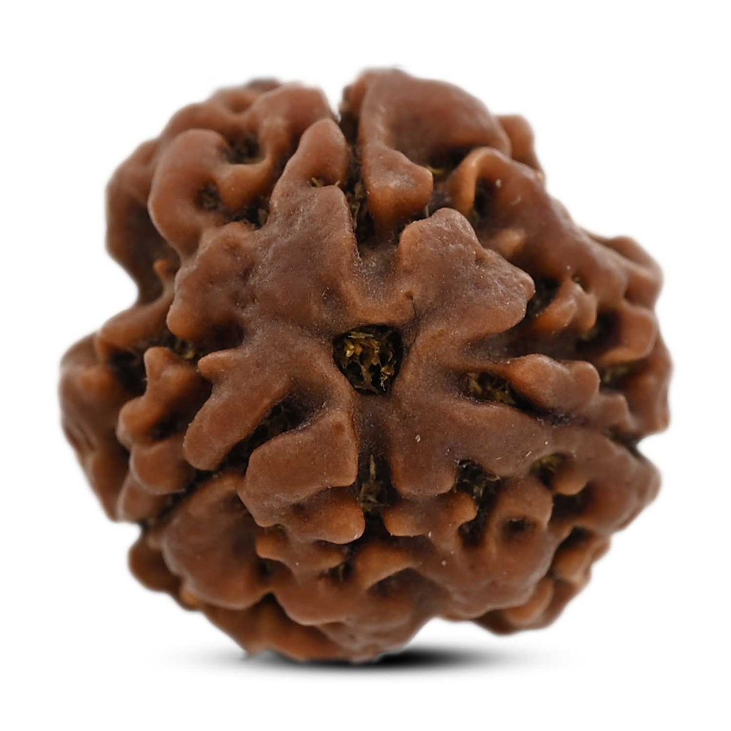 3 Mukhi Rudraksha (Nepal) 18.82 M.M.