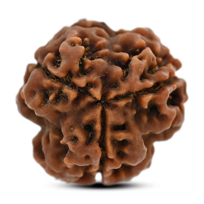 3 Mukhi Rudraksha (Nepal) 18.82 M.M.