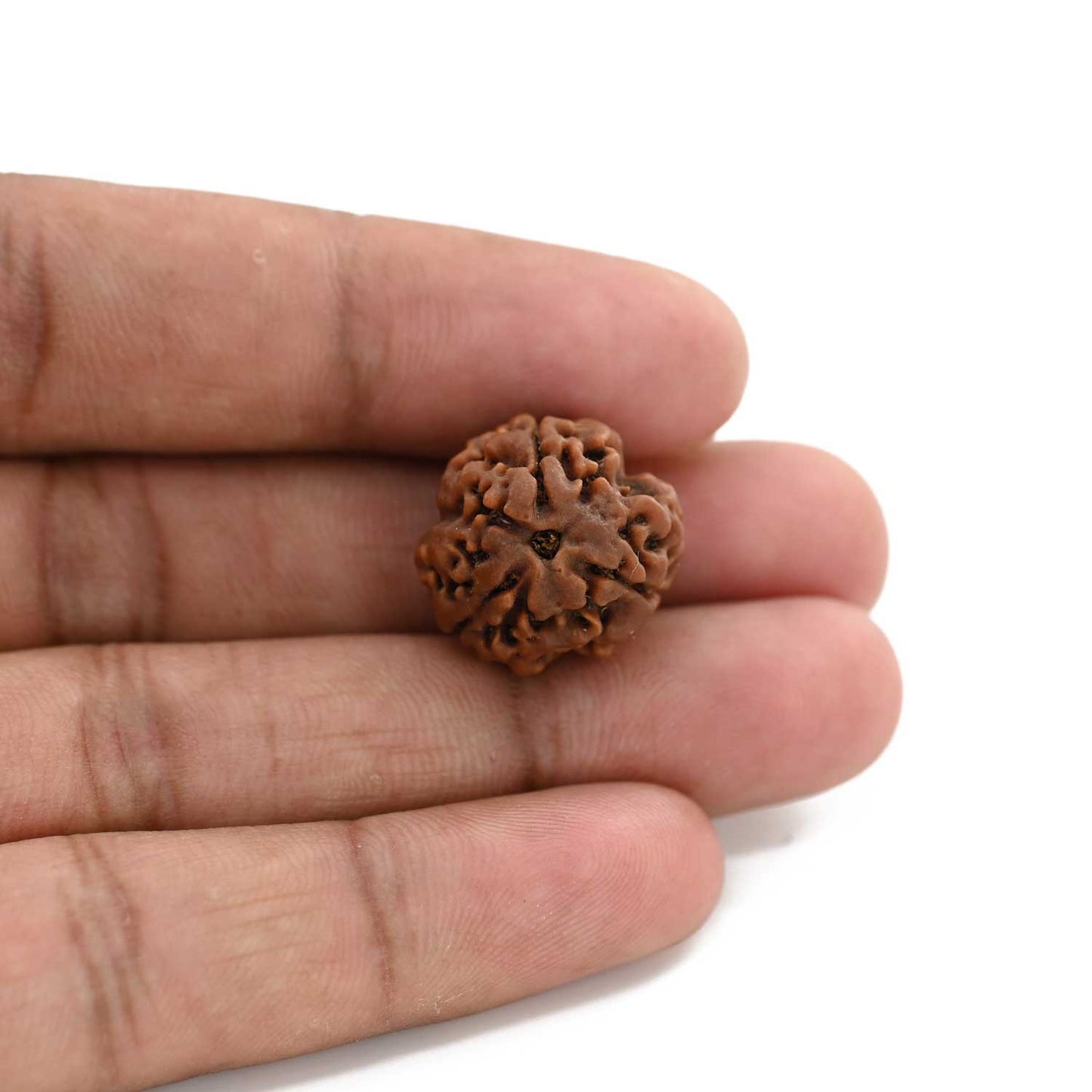 3 Mukhi Rudraksha (Nepal) 18.82 M.M.