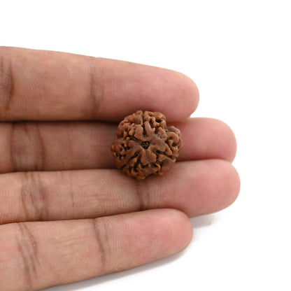 3 Mukhi Rudraksha (Nepal) 18.82 M.M.