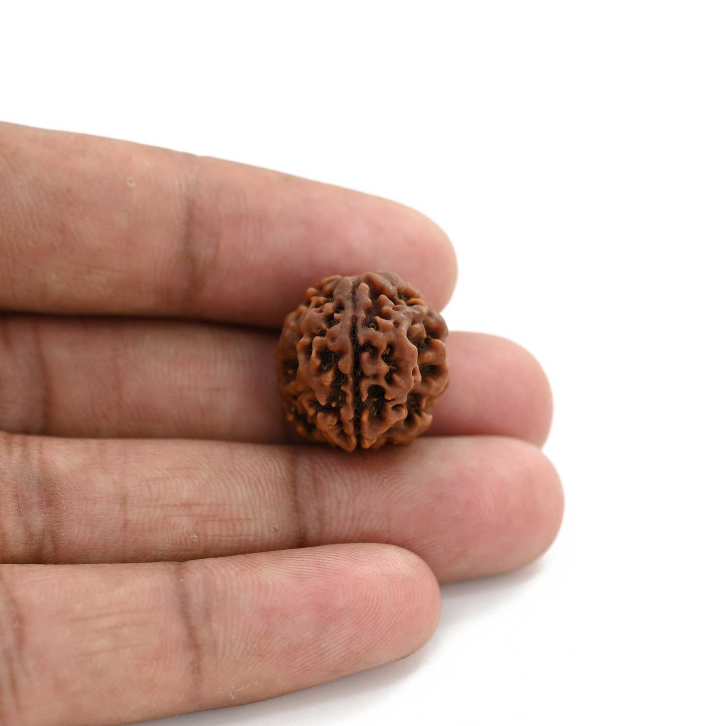 3 Mukhi Rudraksha (Nepal) 18.82 M.M.
