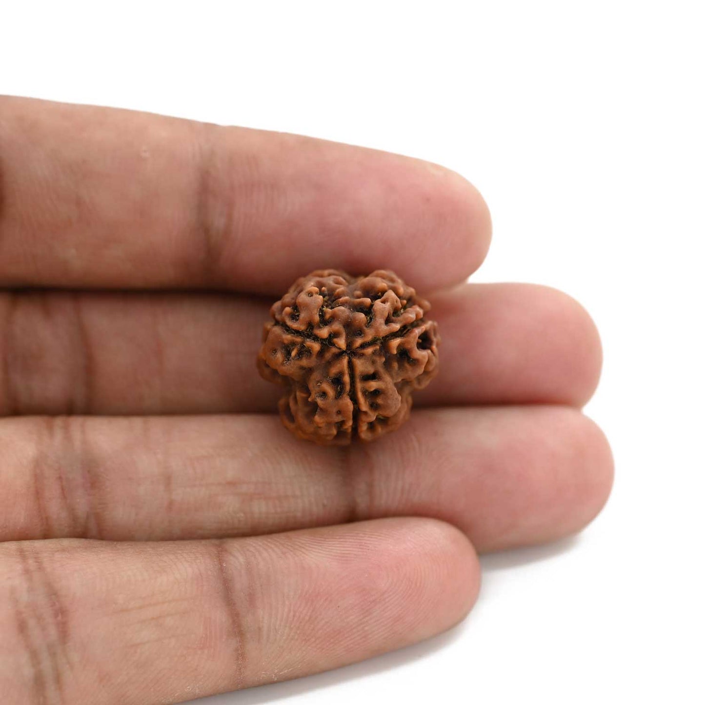 3 Mukhi Rudraksha (Nepal) 18.82 M.M.