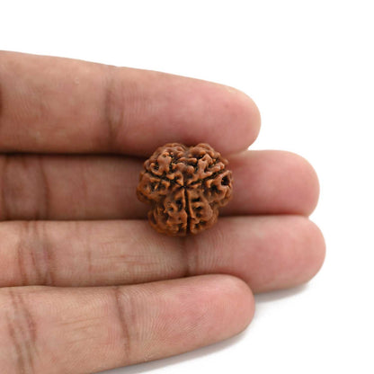 3 Mukhi Rudraksha (Nepal) 18.82 M.M.