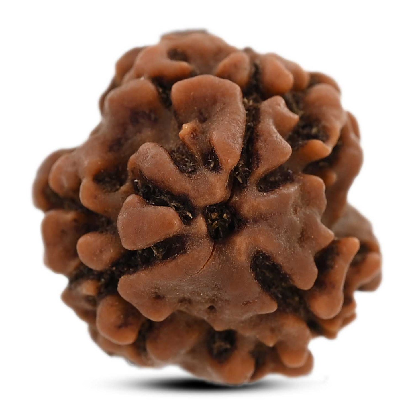 3 Mukhi Rudraksha (Nepal) 20.35 M.M.