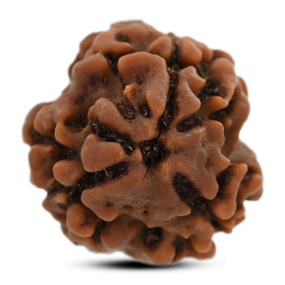 3 Mukhi Rudraksha (Nepal) 20.35 M.M.