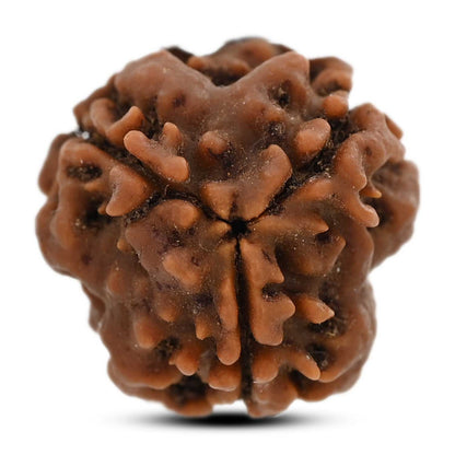 3 Mukhi Rudraksha (Nepal) 20.35 M.M.