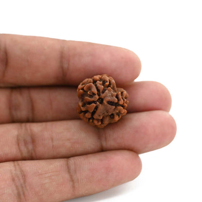 3 Mukhi Rudraksha (Nepal) 20.35 M.M.