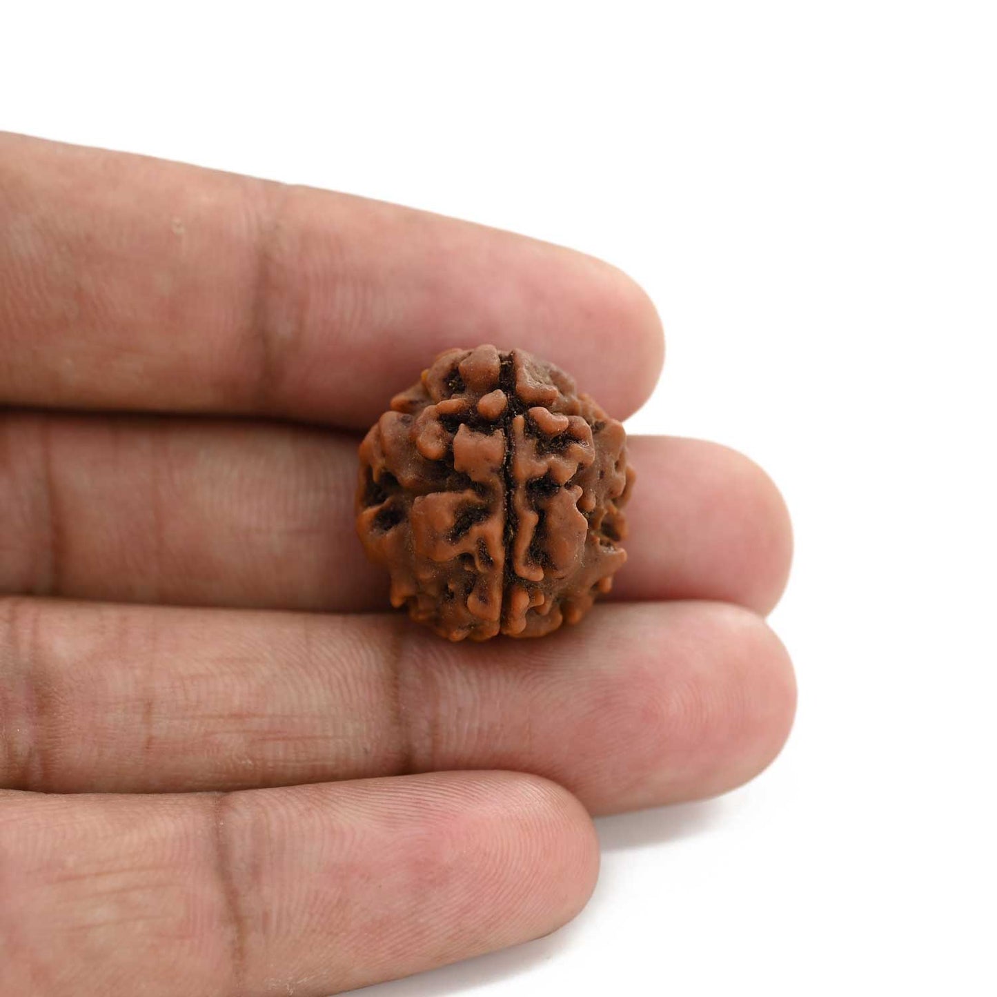 3 Mukhi Rudraksha (Nepal) 20.35 M.M.
