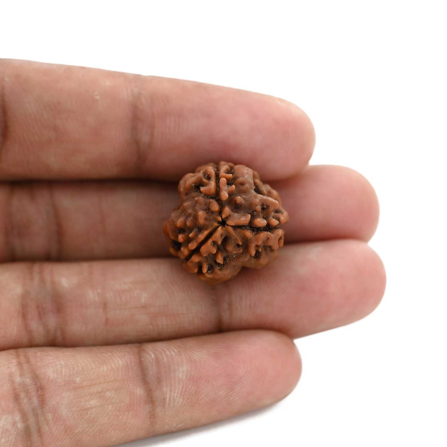3 Mukhi Rudraksha (Nepal) 20.35 M.M.