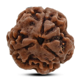3 Mukhi Rudraksha (Nepal) 19.94 M.M.