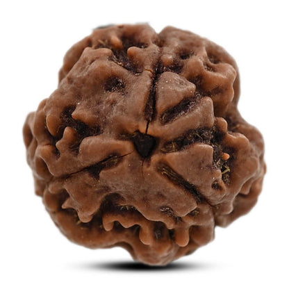 3 Mukhi Rudraksha (Nepal) 19.94 M.M.