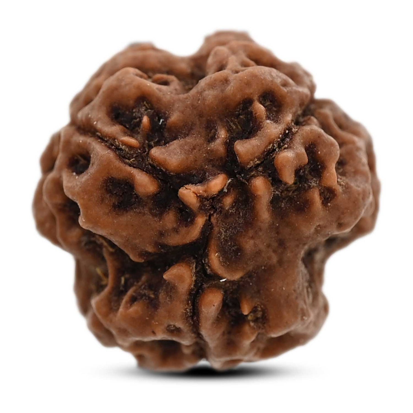 3 Mukhi Rudraksha (Nepal) 19.94 M.M.