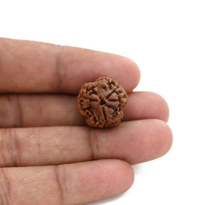 3 Mukhi Rudraksha (Nepal) 19.94 M.M.