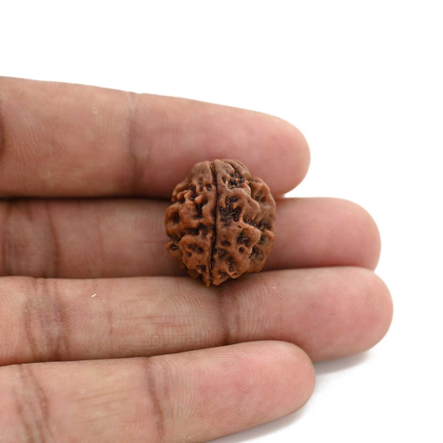 3 Mukhi Rudraksha (Nepal) 19.94 M.M.