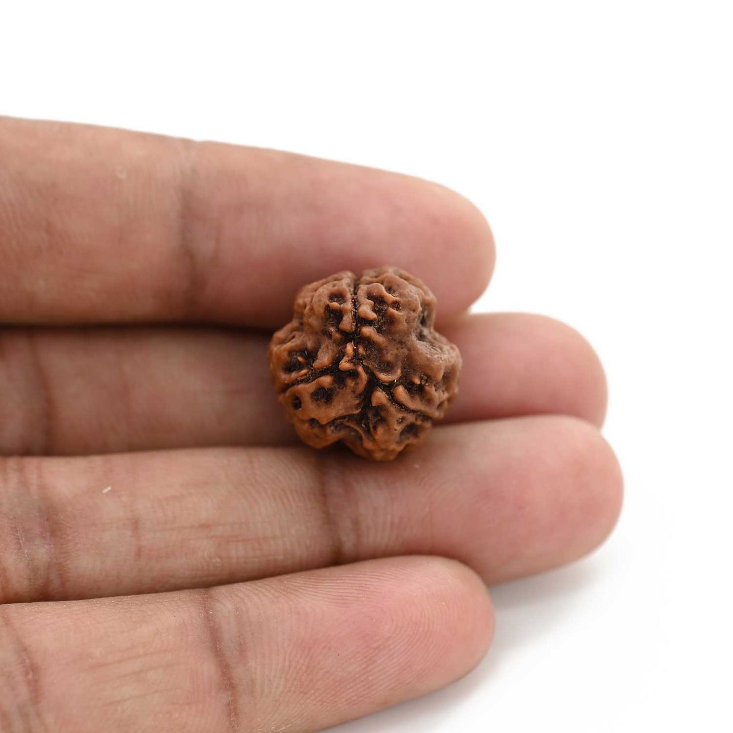3 Mukhi Rudraksha (Nepal) 19.94 M.M.