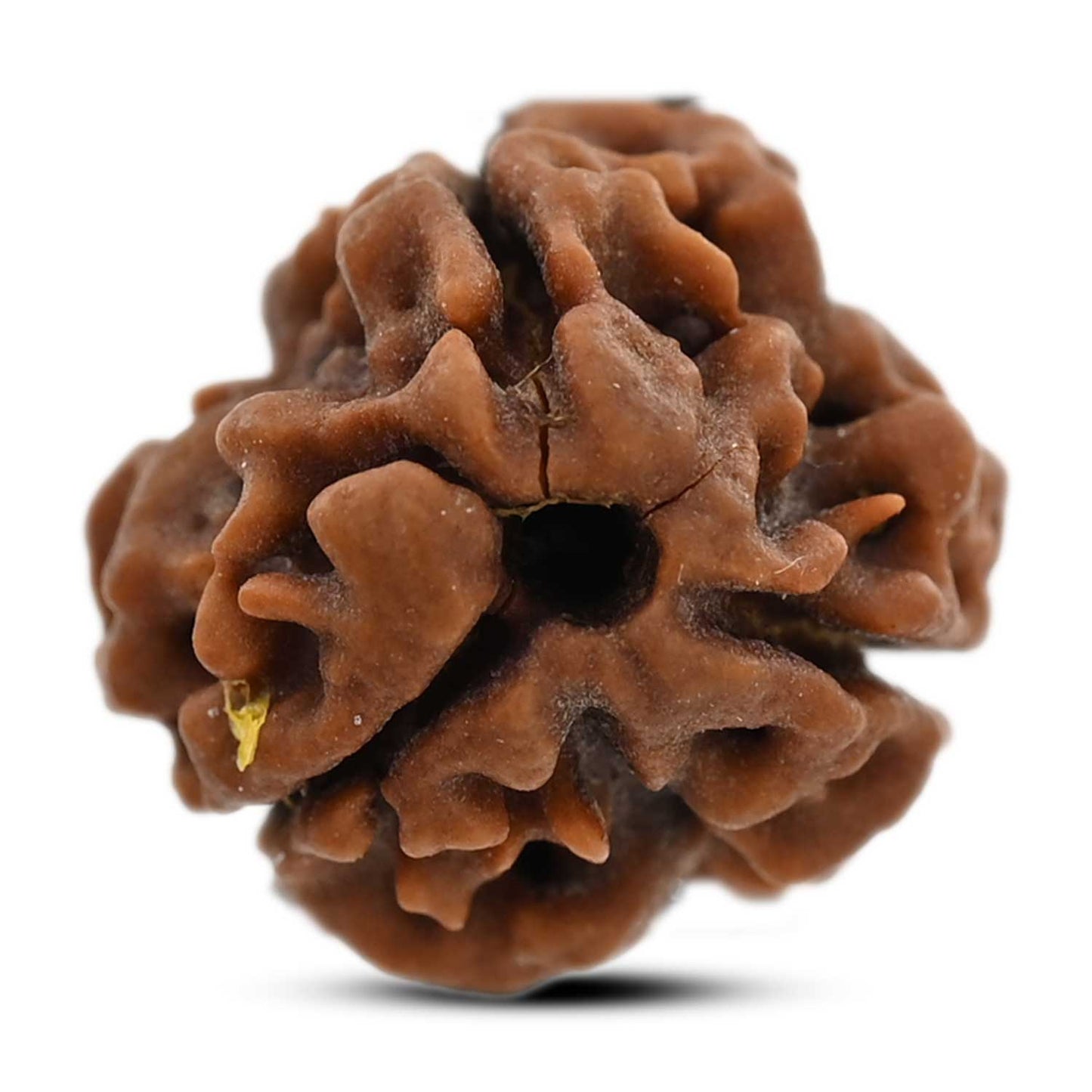 3 Mukhi Rudraksha (Nepal) 20.78 M.M.