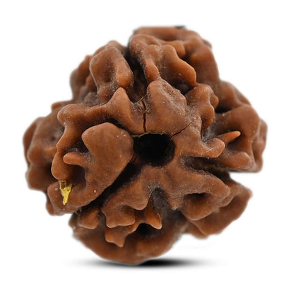 3 Mukhi Rudraksha (Nepal) 20.78 M.M.