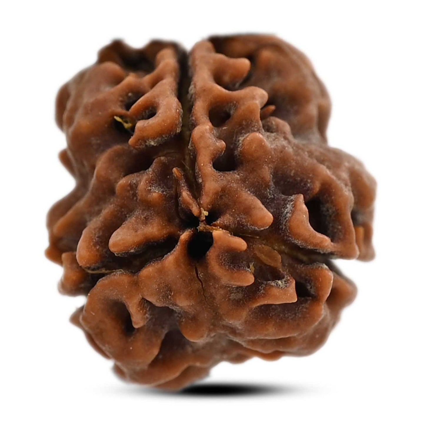 3 Mukhi Rudraksha (Nepal) 20.78 M.M.