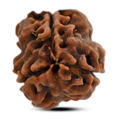 3 Mukhi Rudraksha (Nepal) 20.78 M.M.