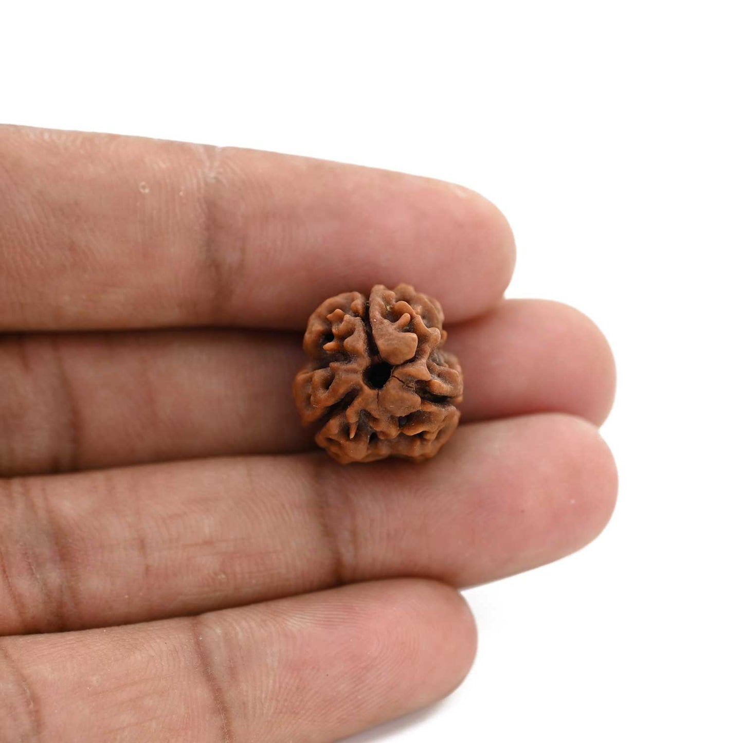 3 Mukhi Rudraksha (Nepal) 20.78 M.M.