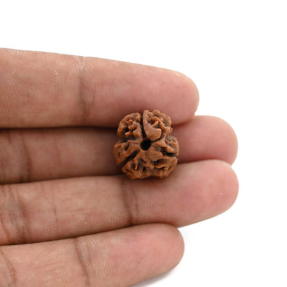 3 Mukhi Rudraksha (Nepal) 20.78 M.M.