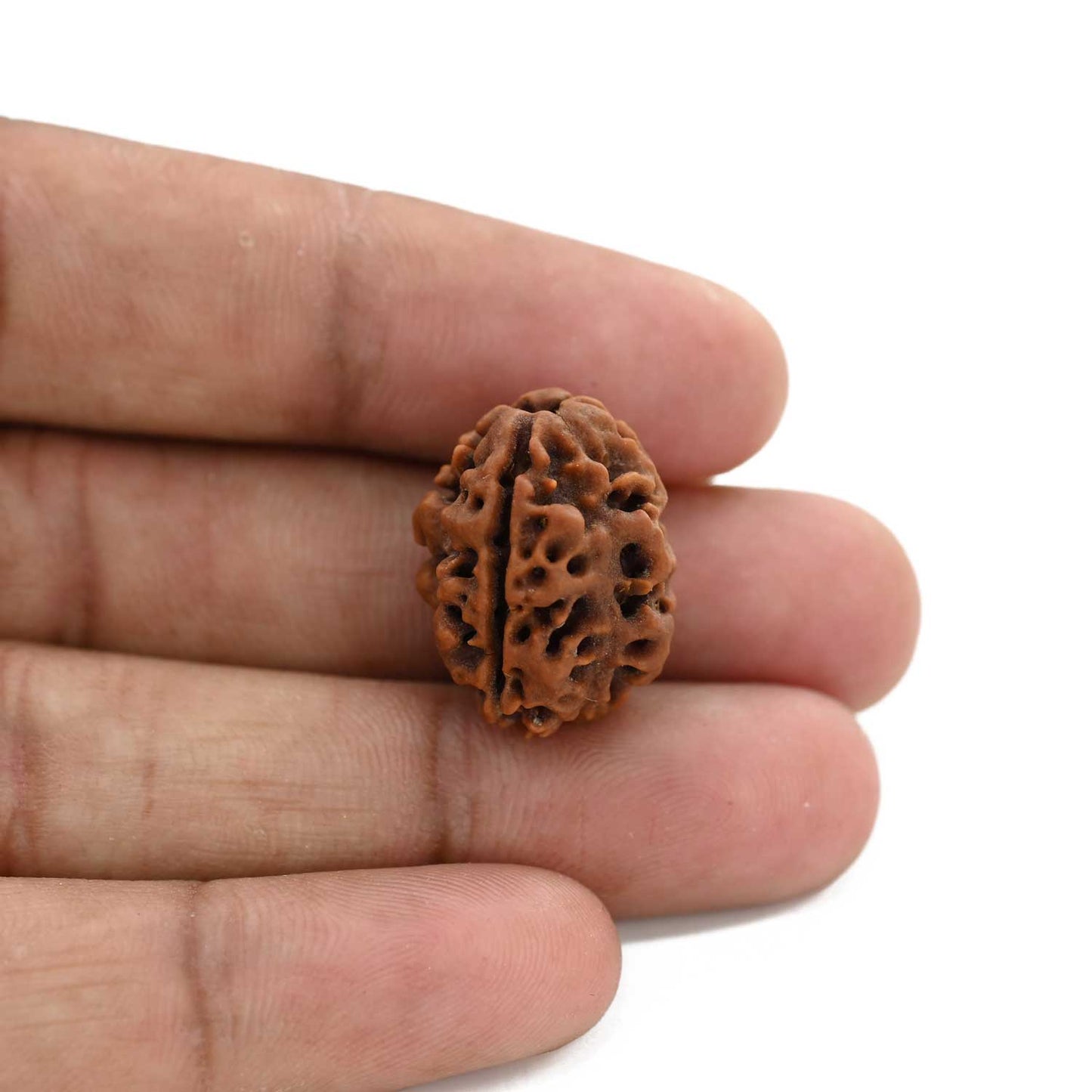 3 Mukhi Rudraksha (Nepal) 20.78 M.M.