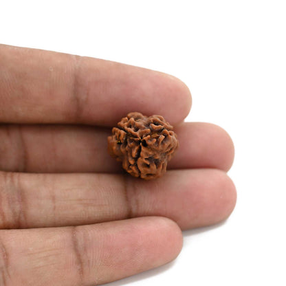 3 Mukhi Rudraksha (Nepal) 20.78 M.M.