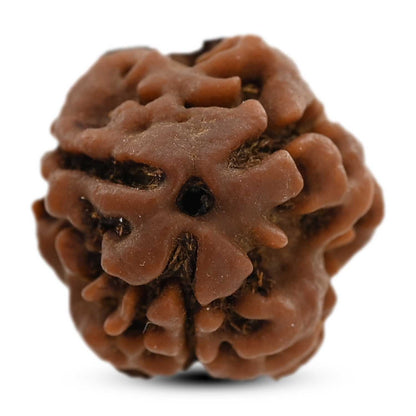 3 Mukhi Rudraksha (Nepal) 21.75 M.M.