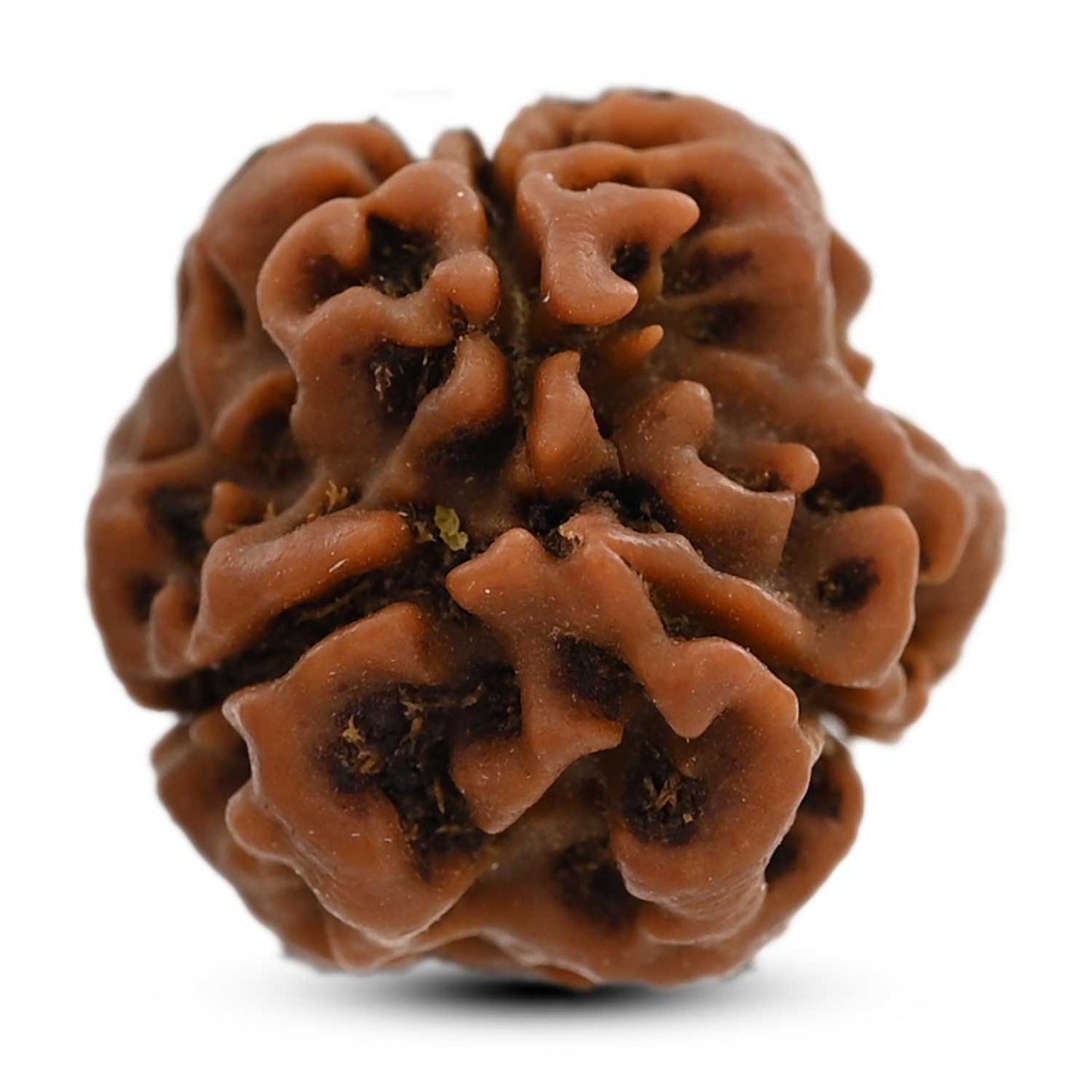 3 Mukhi Rudraksha (Nepal) 21.75 M.M.