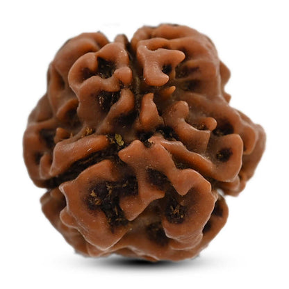 3 Mukhi Rudraksha (Nepal) 21.75 M.M.