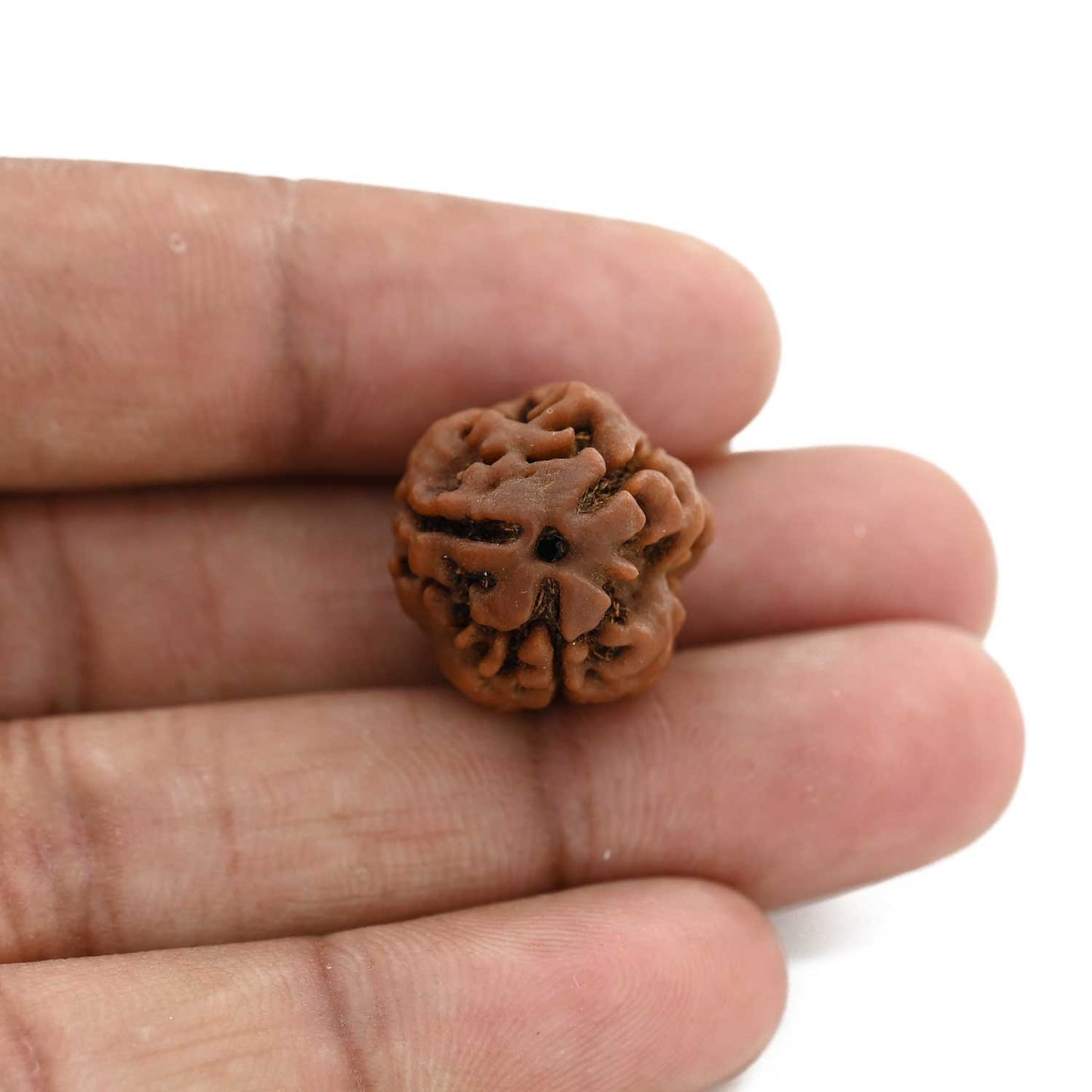 3 Mukhi Rudraksha (Nepal) 21.75 M.M.