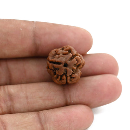 3 Mukhi Rudraksha (Nepal) 21.75 M.M.