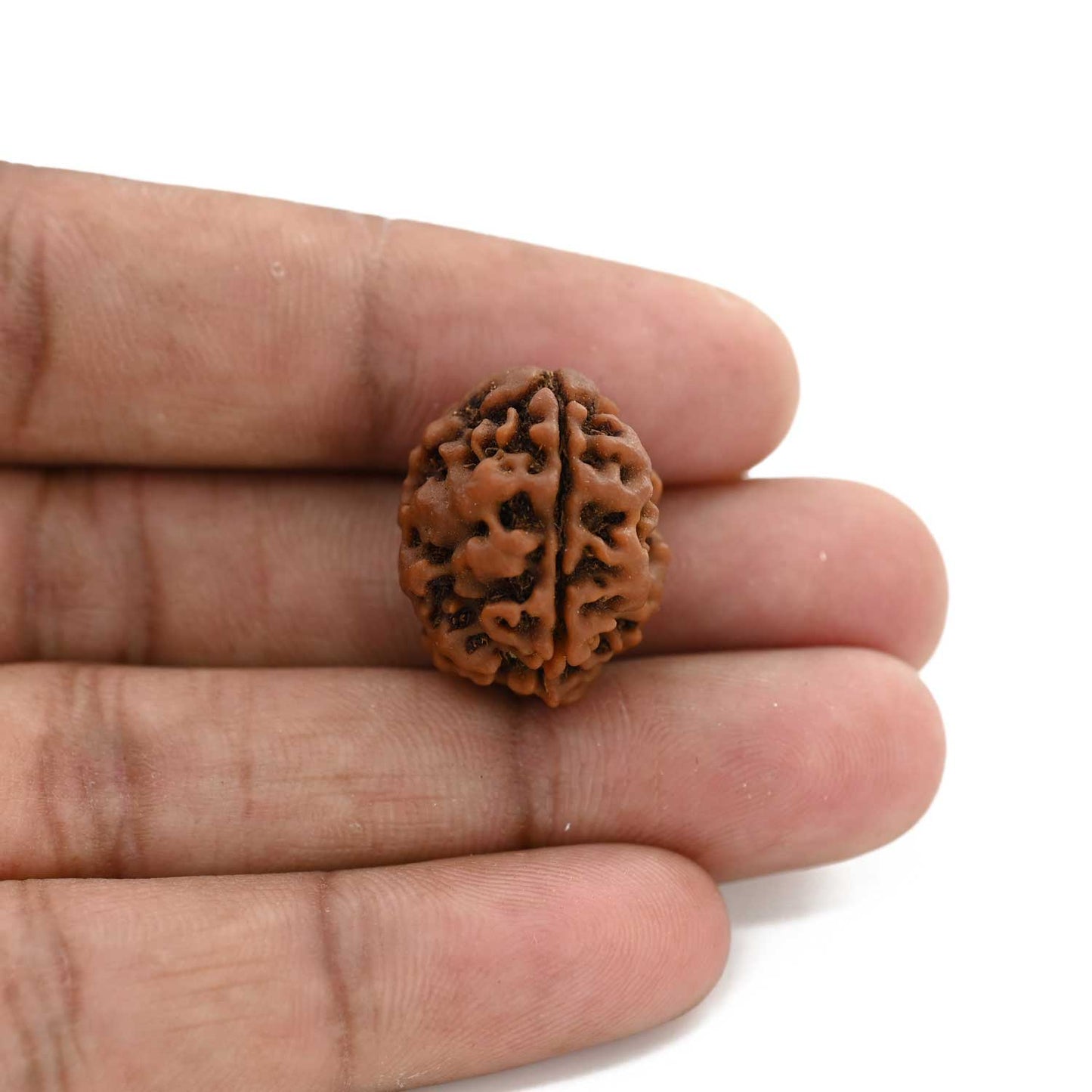 3 Mukhi Rudraksha (Nepal) 21.75 M.M.
