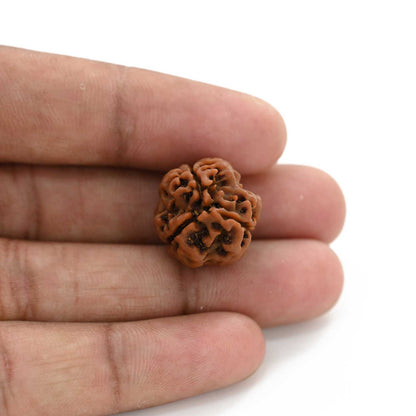 3 Mukhi Rudraksha (Nepal) 21.75 M.M.