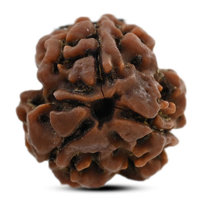 3 Mukhi Rudraksha (Nepal) 20.80 M.M.