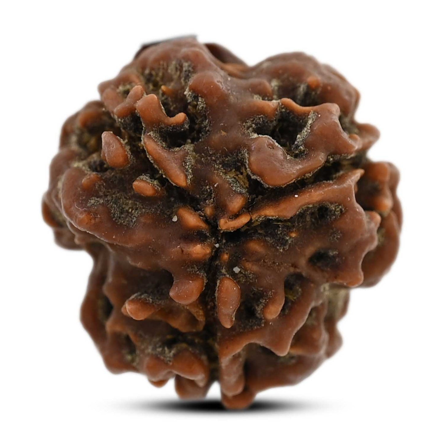 3 Mukhi Rudraksha (Nepal) 20.80 M.M.