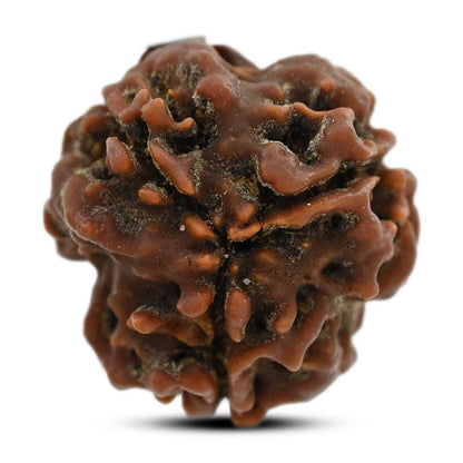 3 Mukhi Rudraksha (Nepal) 20.80 M.M.