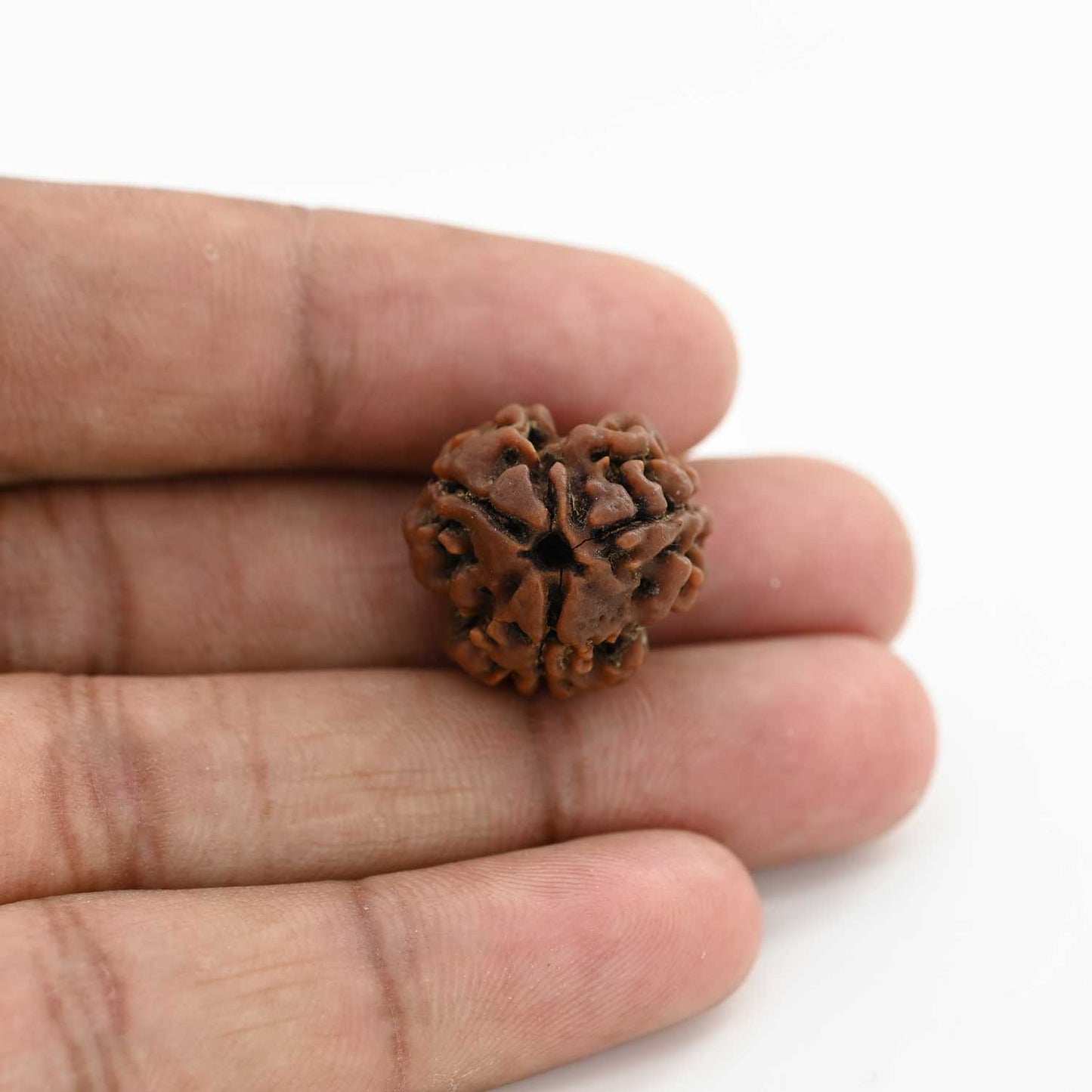 3 Mukhi Rudraksha (Nepal) 20.80 M.M.