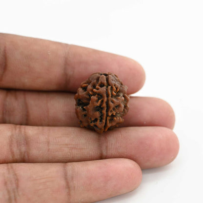 3 Mukhi Rudraksha (Nepal) 20.80 M.M.
