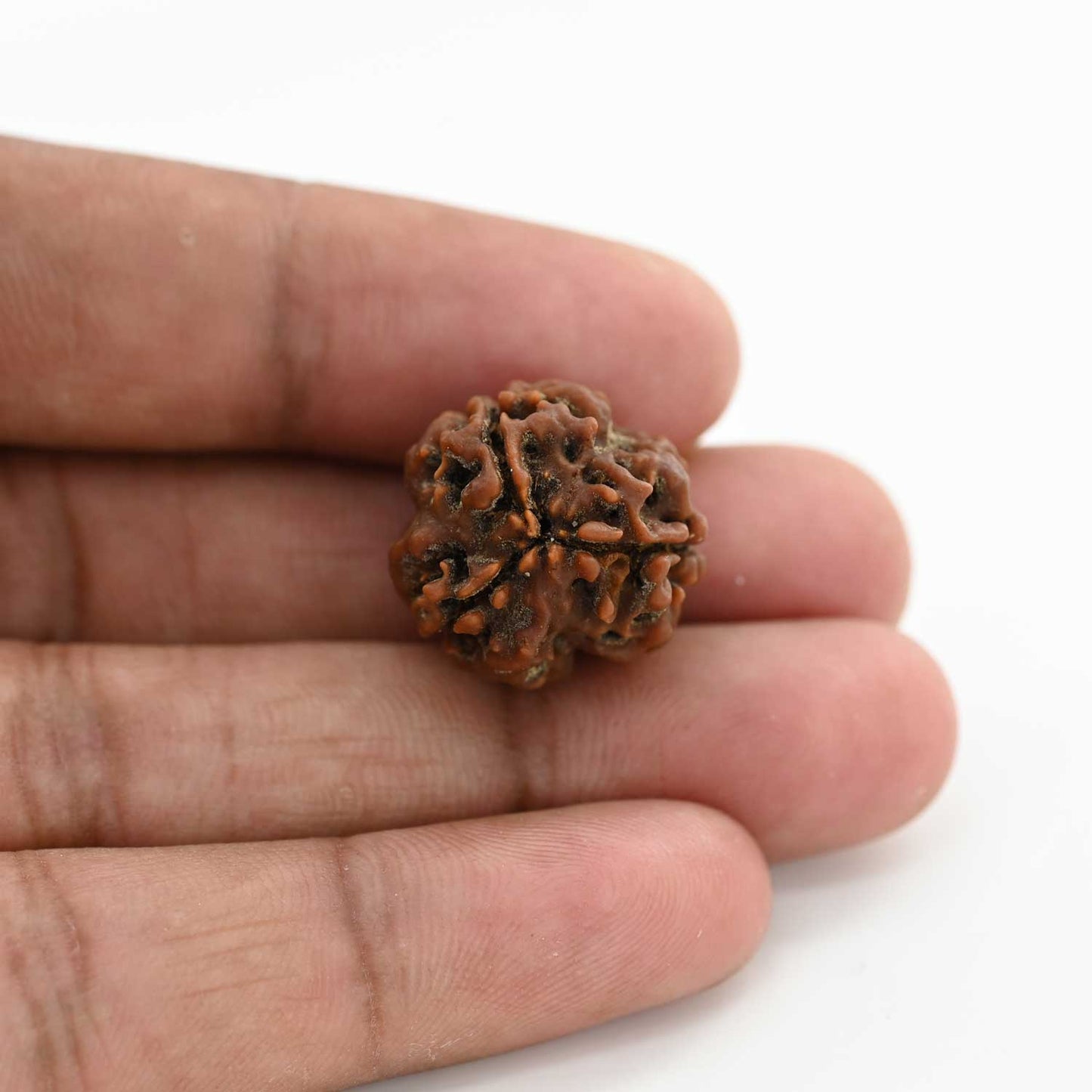 3 Mukhi Rudraksha (Nepal) 20.80 M.M.