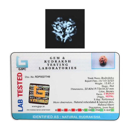 3 Mukhi Rudraksha (Nepal) 20.80 M.M.