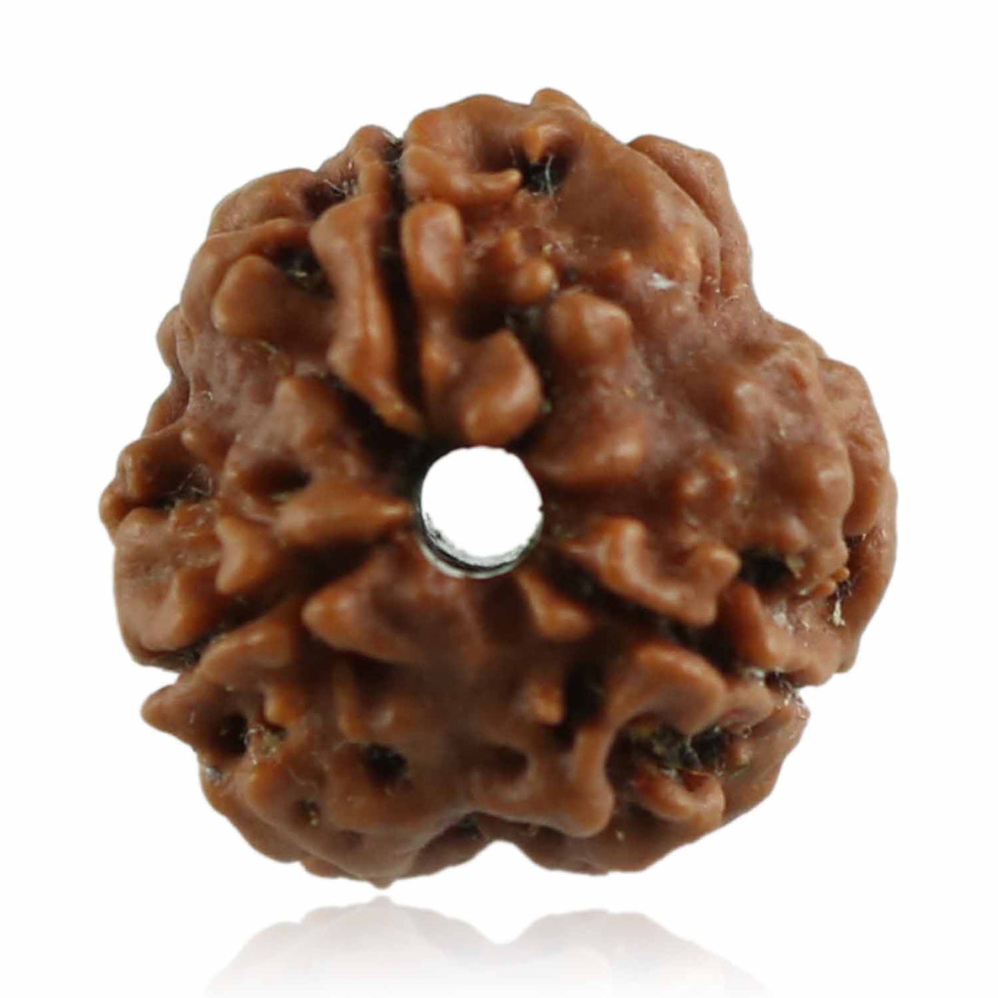 3 Mukhi Rudraksha (Nepal)