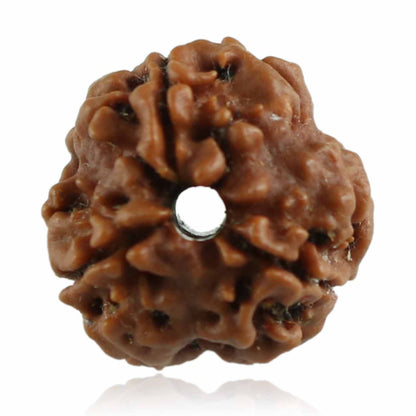 3 Mukhi Rudraksha (Nepal)