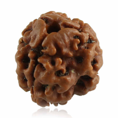 3 Mukhi Rudraksha (Nepal)