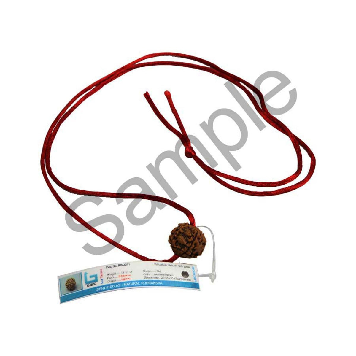 5 Mukhi Rudraksha (Nepal)